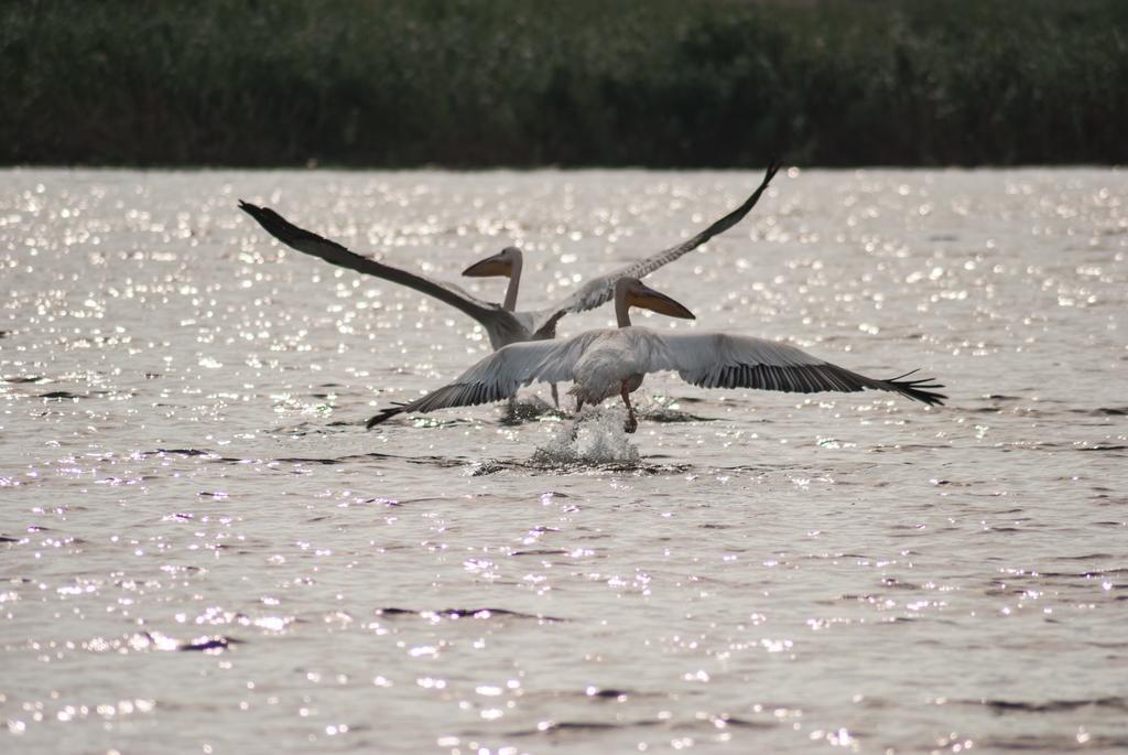 Delta Nature Resort Τουλσέα Εξωτερικό φωτογραφία
